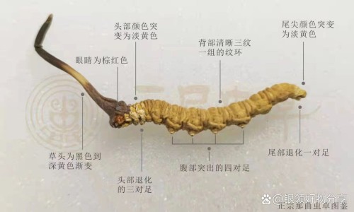 蚁参蠲痹胶囊吃多久见效-蚁参蠲痹胶囊拼音网 - 网站提供蚁参蠲痹胶囊是什么颜色的胶囊小常识、蚁参蠲痹胶囊的价格